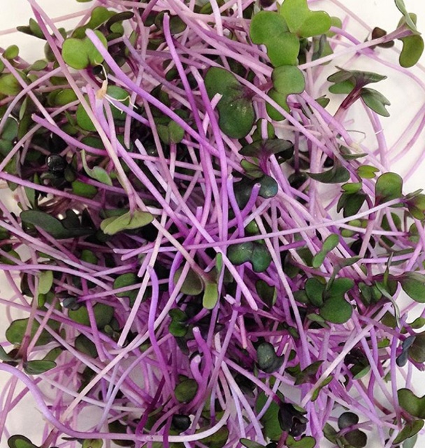Microgreen Red Cabbage