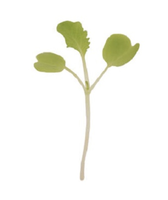 Microgreen Chinese Cabbage