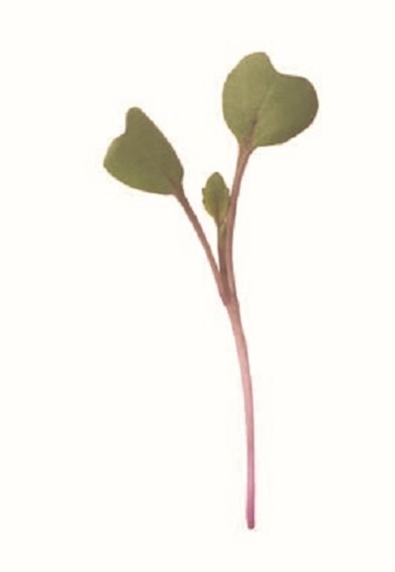 Kohlrabi, Purple Organic Microgreen Seed