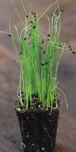 Scallion, Evergreen Hardy White Microgreen Seeds