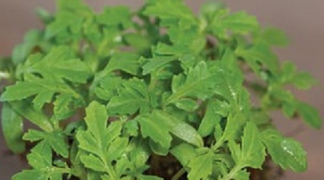 Marigold, Gem Microgreen Seeds