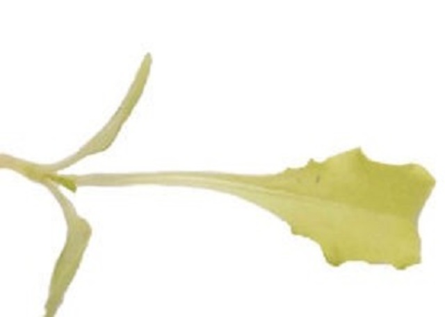 Chicory, Bianca Riccia Microgreen Seeds