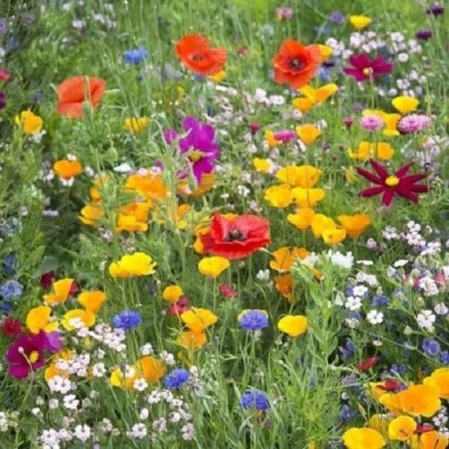 Blooms Pure Wildflower Seeds Mix