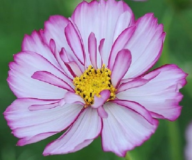 Cosmos Strawberry Passion Seeds