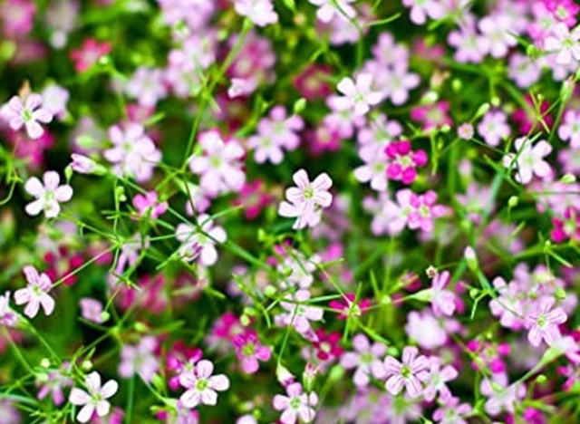 Creeping Mixed Rose Gypsophila Flower Seeds (Ground Cover)