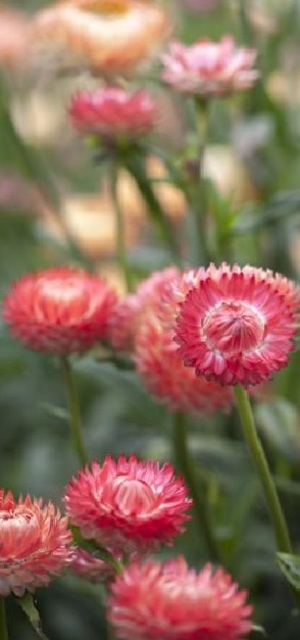 Helichrysum bracteatum, Strawberry Kiss Strawflower, Paper Daisy Mix