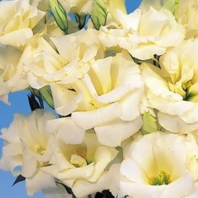 Lisianthus Champagne on Ice Seeds