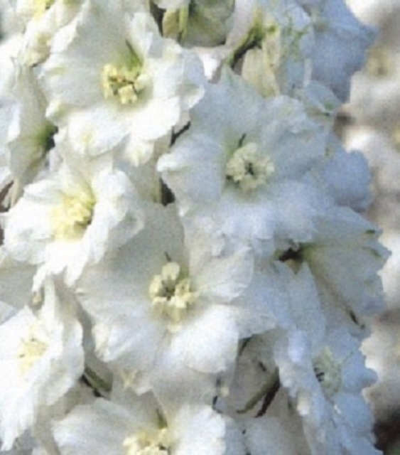 White Passion Delphinium Seeds