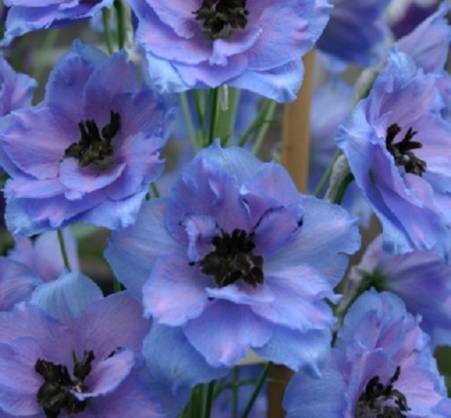 Blue Love Delphinium Seeds