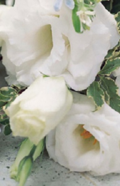 Lisianthus Queen's White Seeds