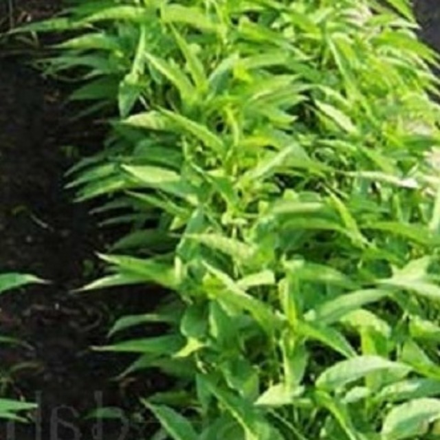 Water Spinach, 'Ong Choy' Seeds Hybrid