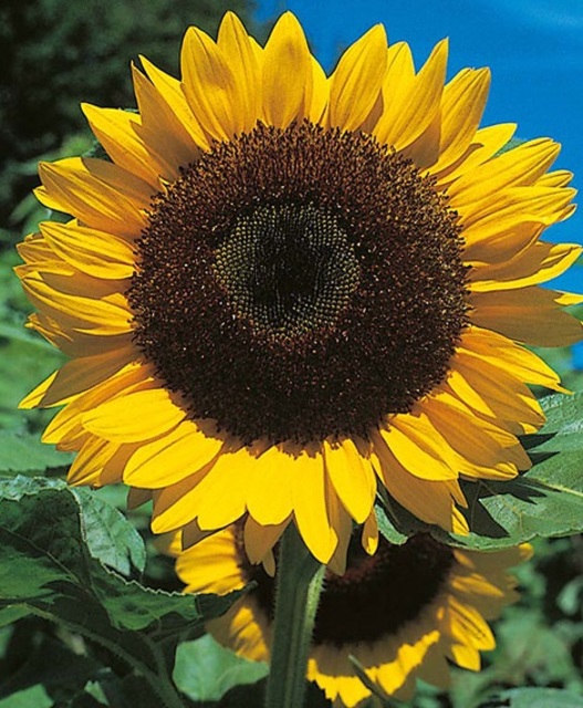 Sunflower, Black Giant ' Helianthus annuus Seeds