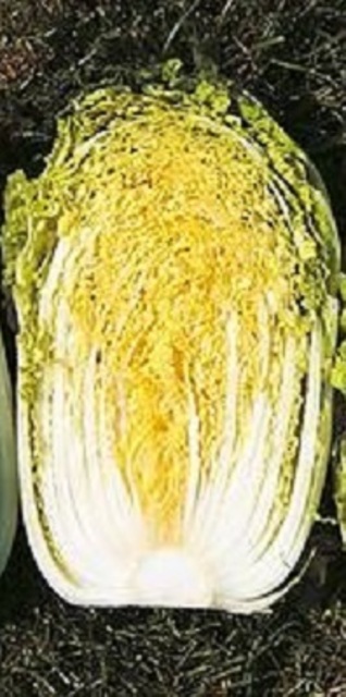 Golden Chinese Cabbage Seeds