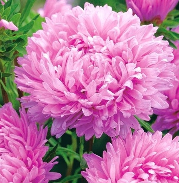 Aster Pink Sky (Pale Baby) Duchess Peony Seeds