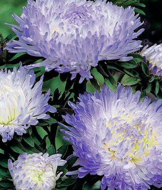 Aster Bicolour Blue Wave Duchess Peony Seeds