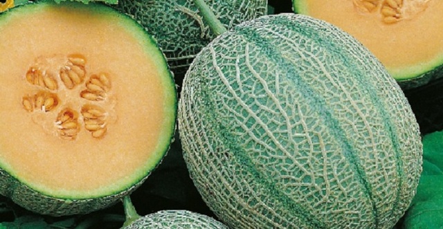 Melon Blenheim Orange Seeds