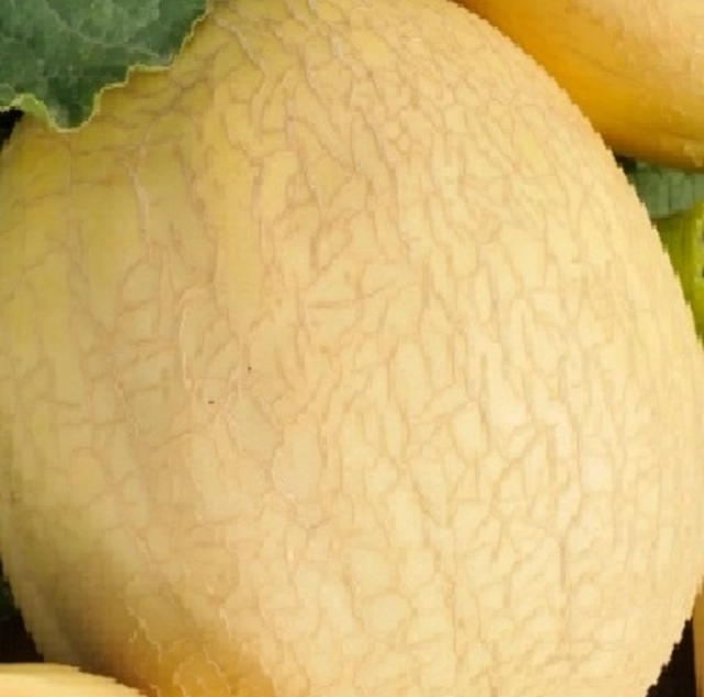 Golden Heart F1 Melon Seeds