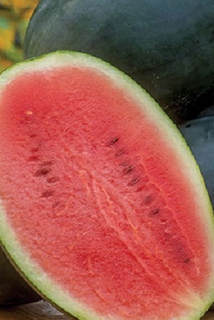 Watermelon Dark Haven F1 Seeds
