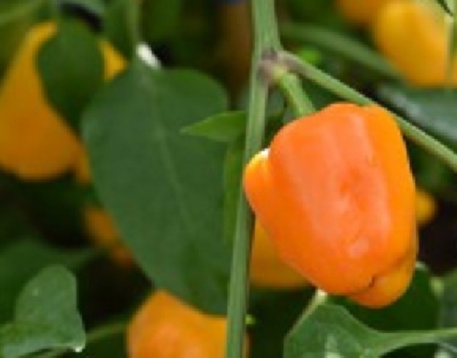 Capsicum Annuum 'Mini Bell Orange Seeds