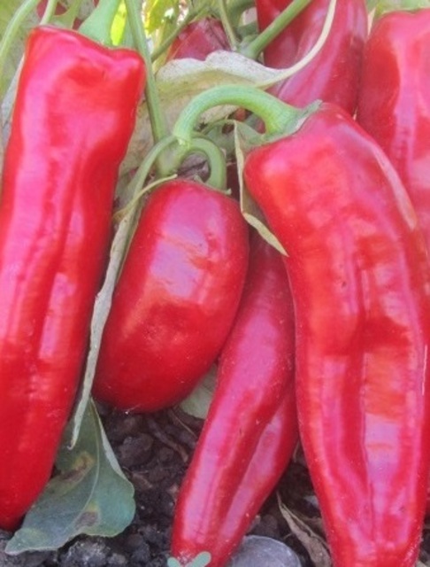 Capsicums Red Flame Seeds