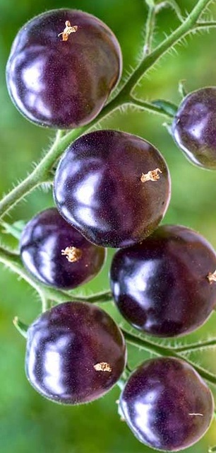 Rare Indigo Dark Purple Tomato Seeds