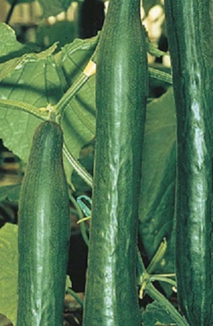 Cucumber Old Telegraph Seeds