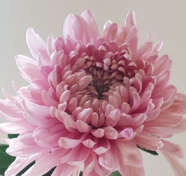 Baby Pink Delight Aster  