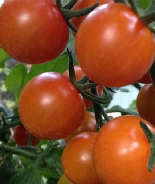 Traditional Tomato Sungold Seeds