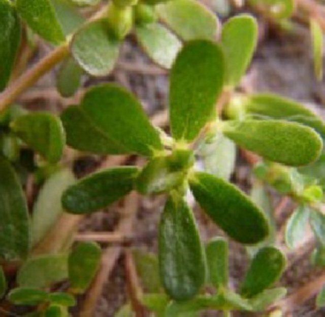Natural Summer purslane (Portulaca oleracea) Seeds