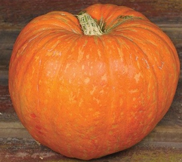 Traditional Pumpkin 