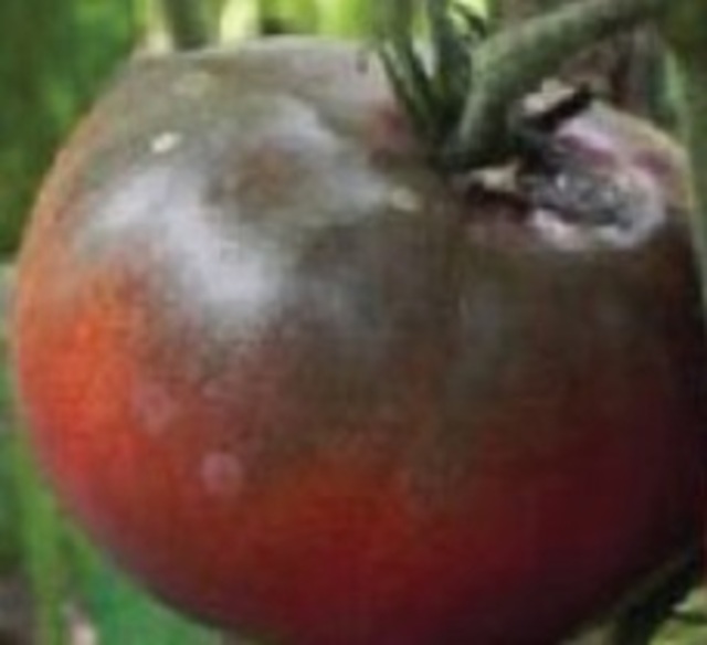 Heirloom Tula Tomato Seeds Shop Online Flower & Vegetables Seeds NZ