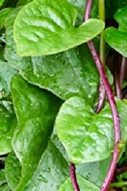 30 Red Malabar Spinach Seeds - Non-GMO, Open Pollinated, Organic - USA Grown