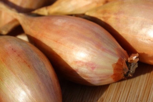 Shallots Old Longor Bulb