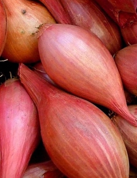 Shallots - French Red Bulb