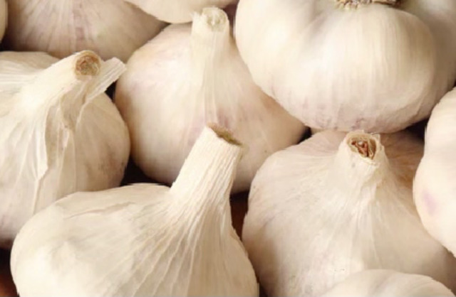 Garlic