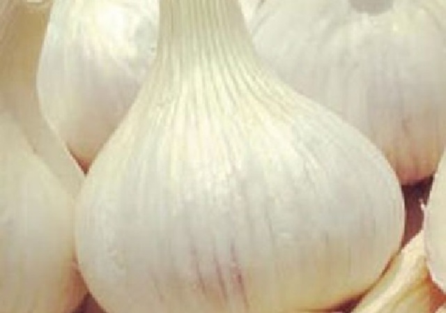 Garlic