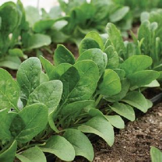 Buy Spinach Seeds Online NZ