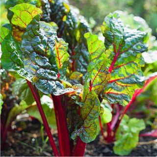 Buy Silverbeet Seeds Online NZ