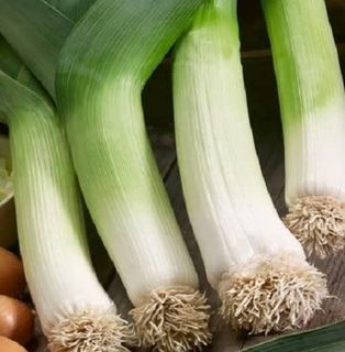 Buy Leek Seeds Online NZ