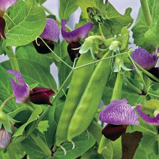 Buy Pea Seeds Online NZ
