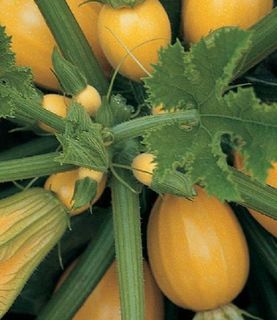 Buy Zucchini Seeds Online NZ