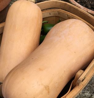 Buy Pumpkin Seeds Online NZ