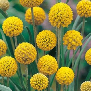 Craspedia Globosa Australia Billy Buttons, Drumsticks Seeds