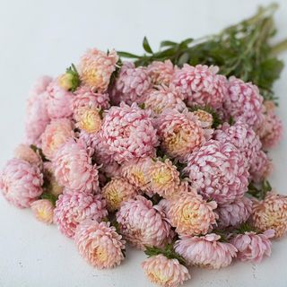 Aster Tower Chamois Seeds