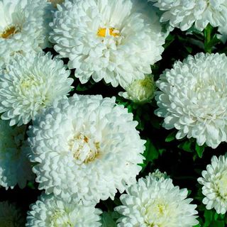 Aster Pure Dwarf Milady White (Callistephus Dwarf Milady White)