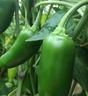 Early Variety Jalapeno Chilli Seeds