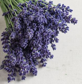 Old Traditional Heritage Lavandula Angustifolia Seeds