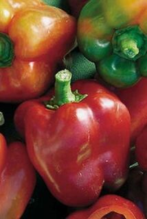 Heirloom Capsicums