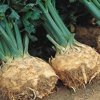 Celeriac Seeds