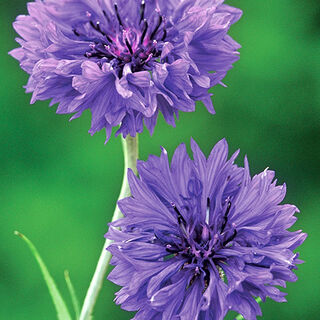 Edible Flower & Herb Seeds Online NZ